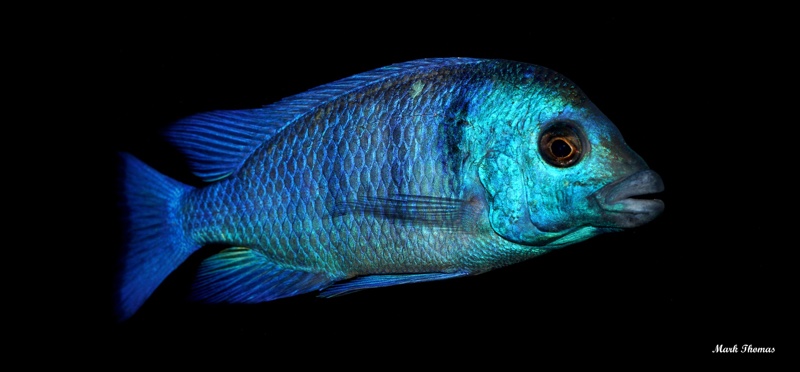 Placidochromis sp. 'phenochilus gissel'